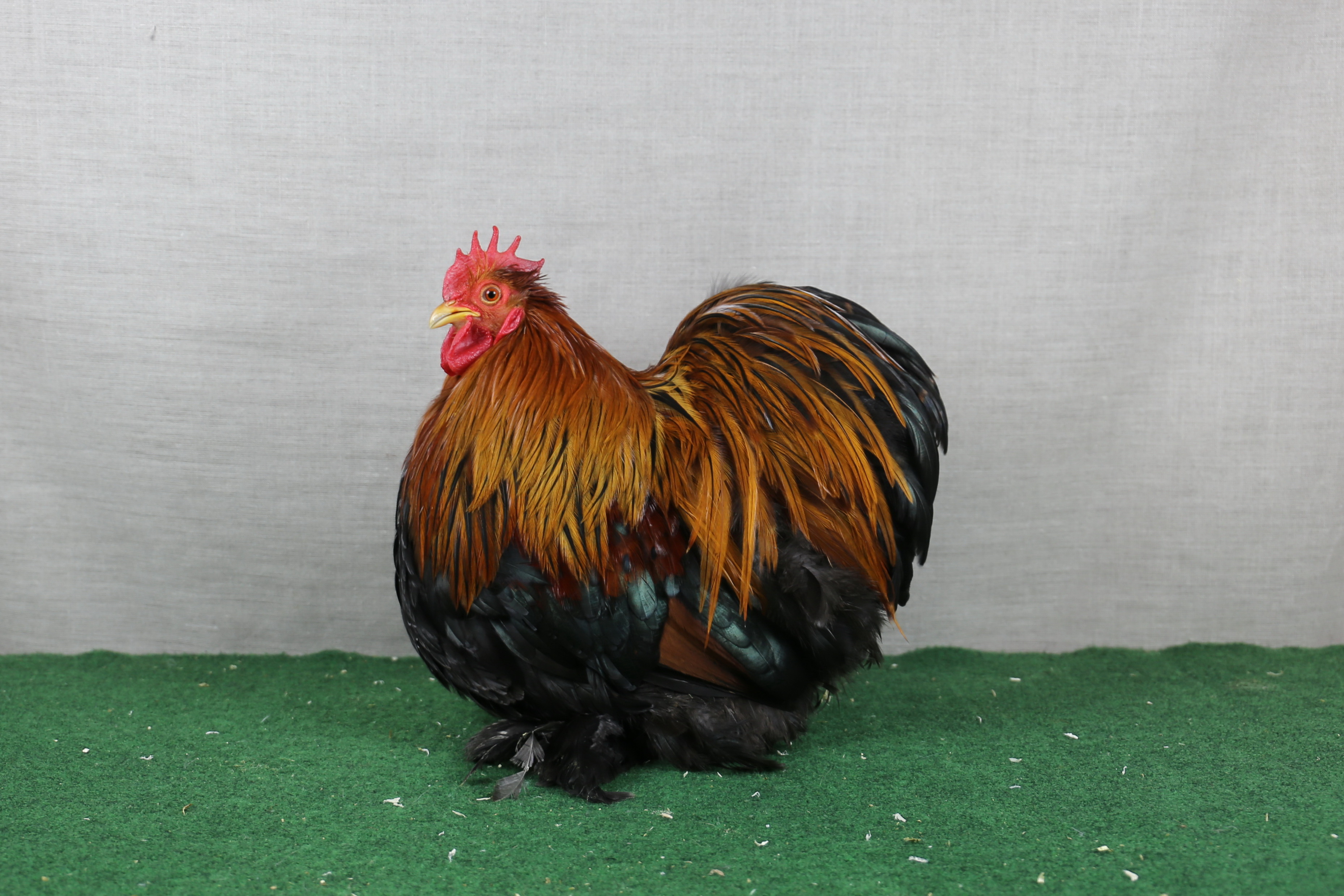 ISV zur Erhaltung der Zwerg Cochin Zwerg Cochin